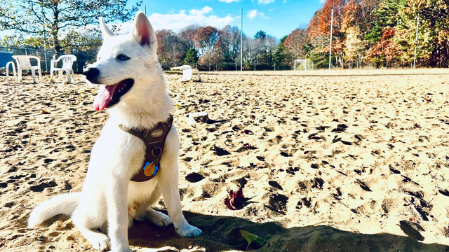 Where are the best dog parks in Rhode Island?