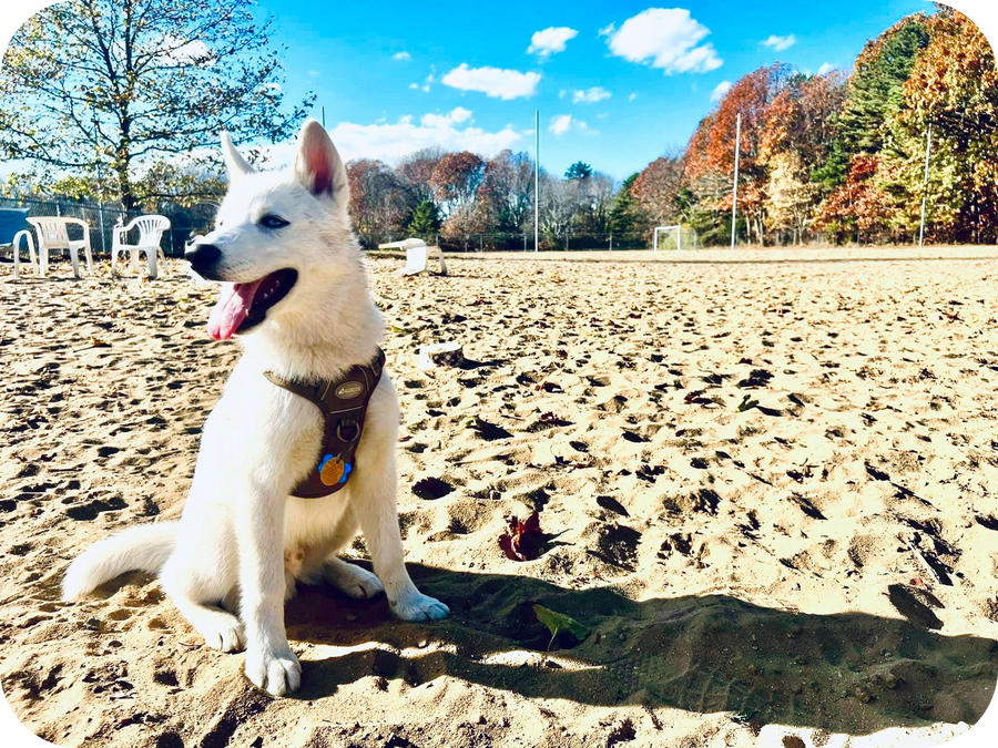 Where are the best dog parks in Rhode Island?