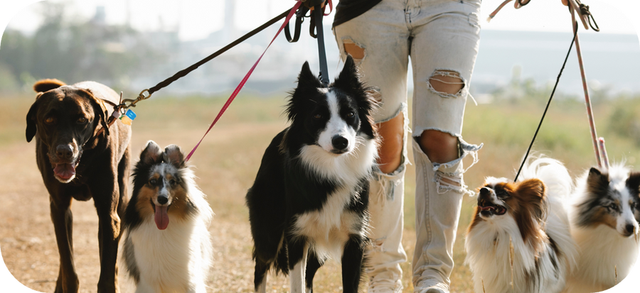 How Your Dog Can Enhance Your Relationship Rather Than Ruining It