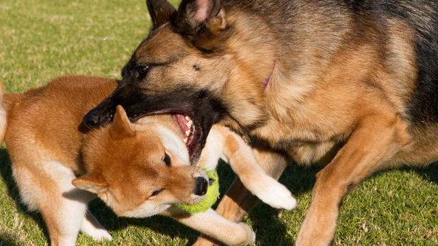 Understanding Why Dogs Bite Each Other's Necks