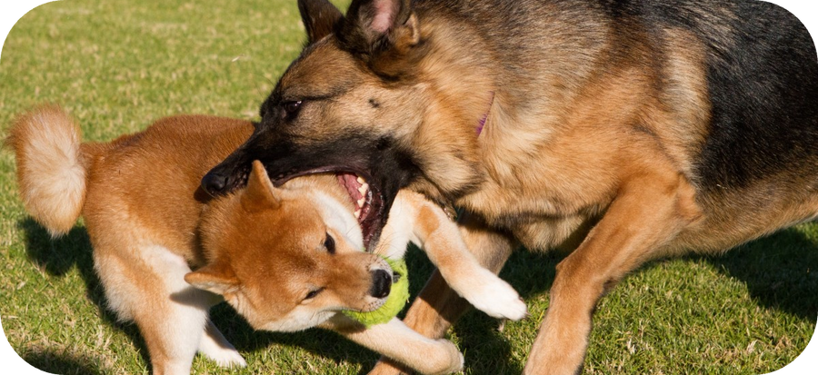 Understanding Why Dogs Bite Each Other's Necks