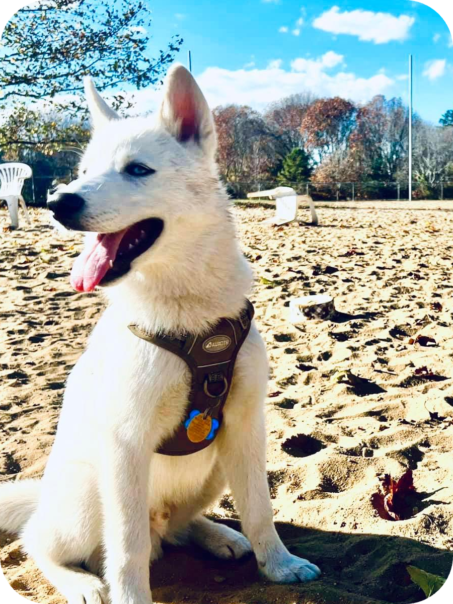 Things to consider before taking your dog to a dog park