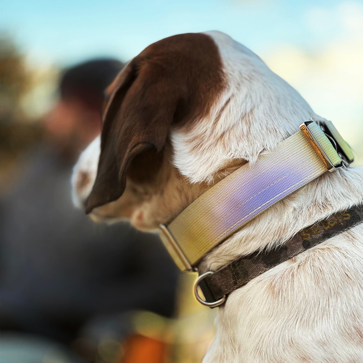 Tactical Dog Collar Dusk